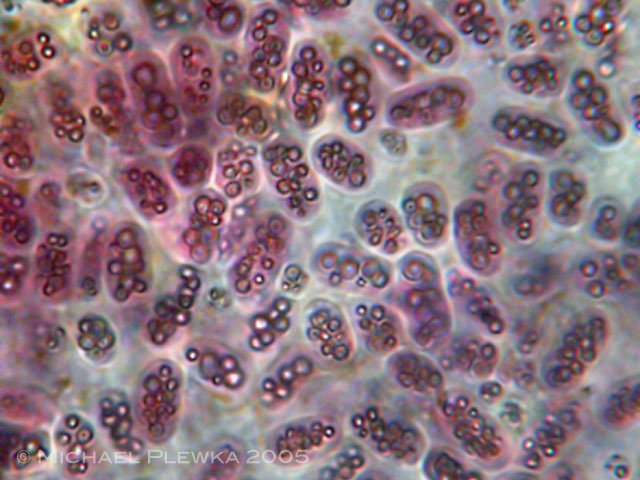 Stefansbachtal Gevelsberg Purpurbakterium (Chromatium ? okenii)